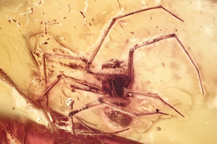 Detailed Fossil Spider (Araneae) In Baltic Amber #381214